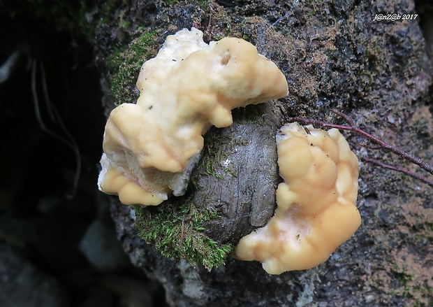 belák horský Climacocystis borealis (Fr.) Kotl. & Pouzar