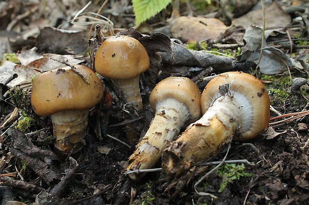 pavučinovec mazľavý Cortinarius trivialis J.E. Lange