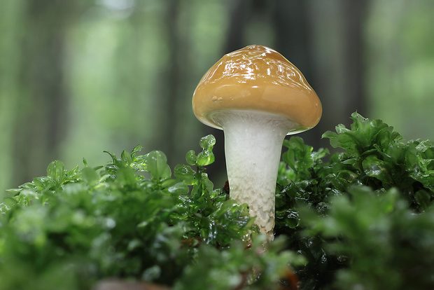 pavučinovec mazľavý Cortinarius trivialis J.E. Lange