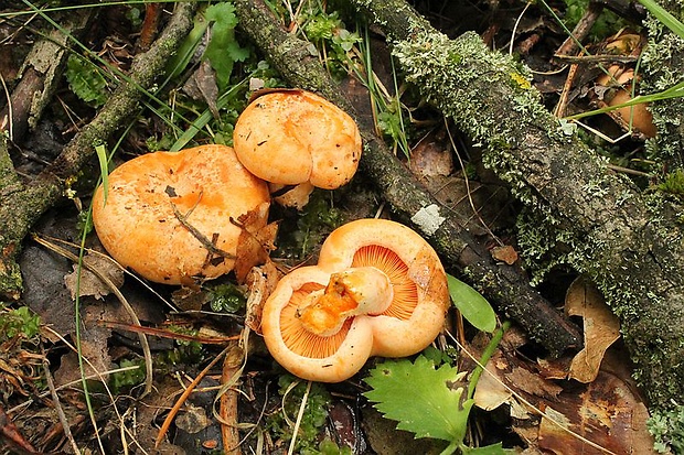 rýdzik pravý Lactarius deliciosus (L.) Gray