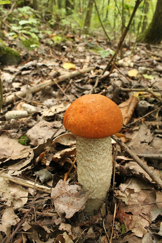 kozák osikový Leccinum albostipitatum den Bakker & Noordel.