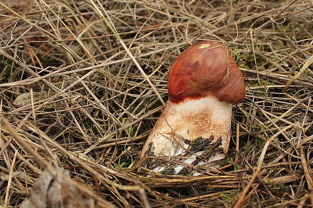 kozák dubový Leccinum aurantiacum (Bull.) Gray