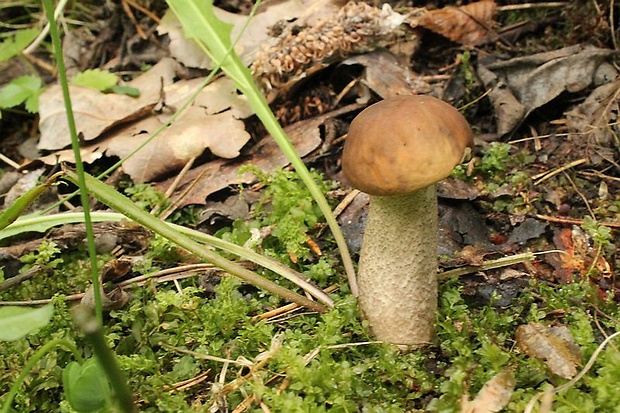 kozák hrabový Leccinum pseudoscabrum (Kallenb.) Šutara