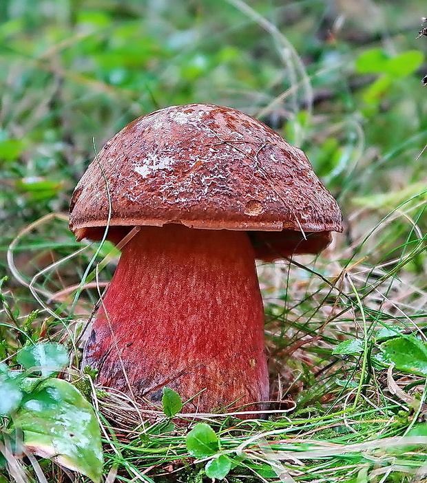 hríb zrnitohlúbikový červený Neoboletus luridiformis var. rubropileus (Dermek) Šutara