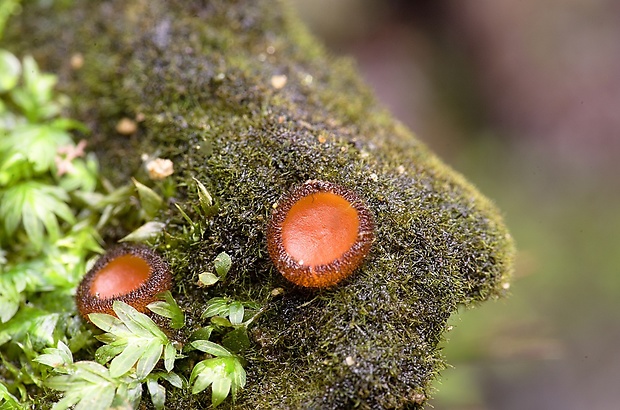 štítovnička Scutellinia sp.