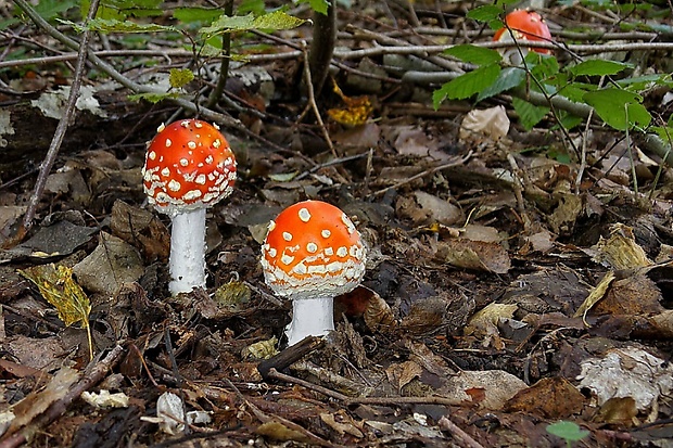 muchotrávka červená Amanita muscaria (L.) Lam.