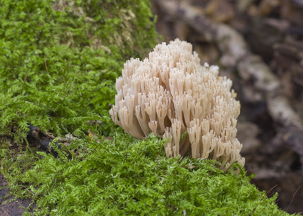 korunovec svietnikovitý Artomyces pyxidatus (Pers.) Jülich