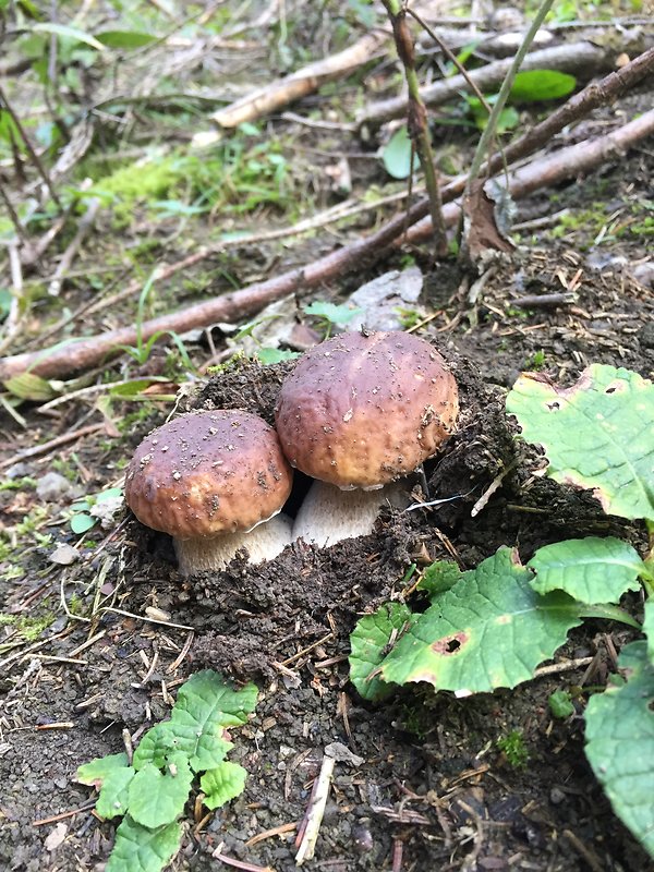 hríb smrekový Boletus edulis Bull.