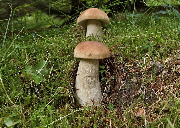 hríb smrekový Boletus edulis Bull.