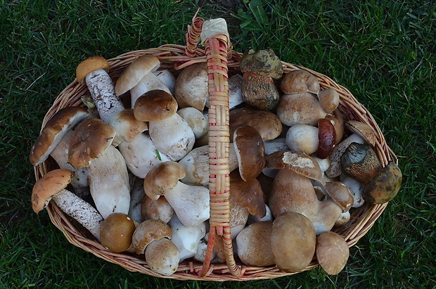 hríb Boletus sp.