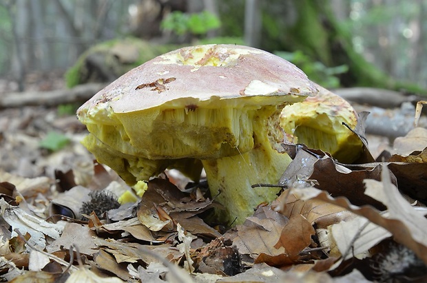 hríb kráľovský Butyriboletus regius (Krombh.) D. Arora & J.L. Frank