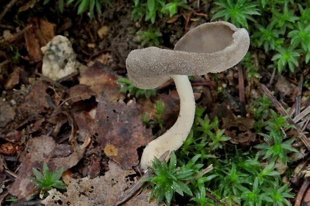 chriapač Helvella sp.