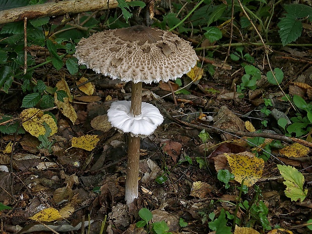 bedľa vysoká Macrolepiota procera (Scop.) Singer