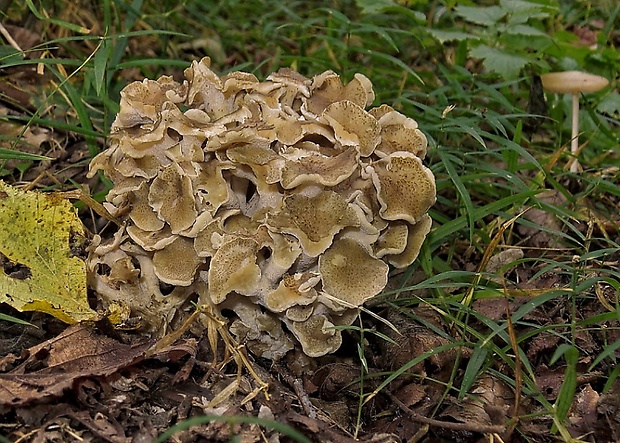 trúdnik klobúčkatý Polyporus umbellatus (Pers.) Fr.