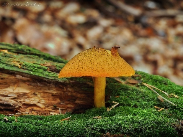 čírovec ozdobný Tricholomopsis decora (Fr.) Singer