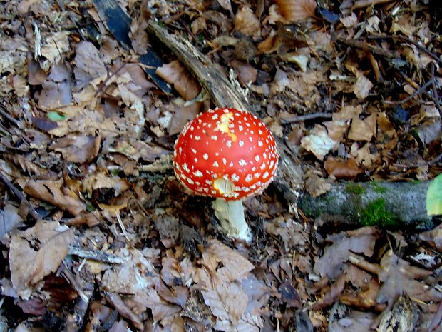 muchotrávka červená Amanita muscaria (L.) Lam.