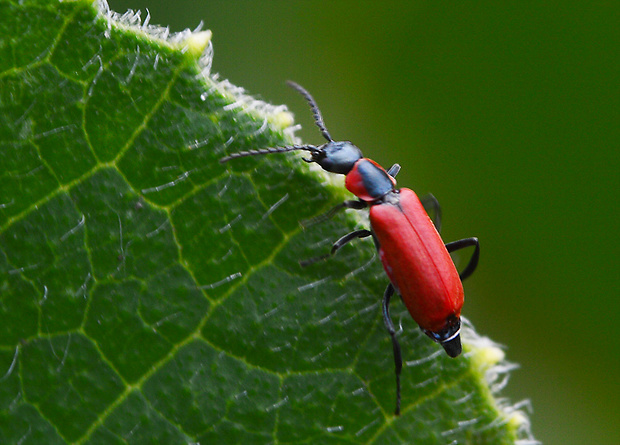 bradavičník Anthocomus rufus  (Herbst, 1786)