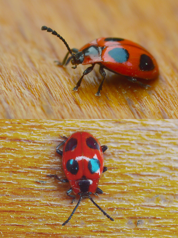 kôrovník červcový Endomychus coccineus  (Linnaeus, 1758)