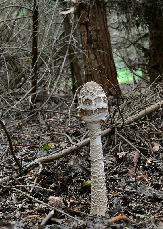 bedľa vysoká Macrolepiota procera (Scop.) Singer