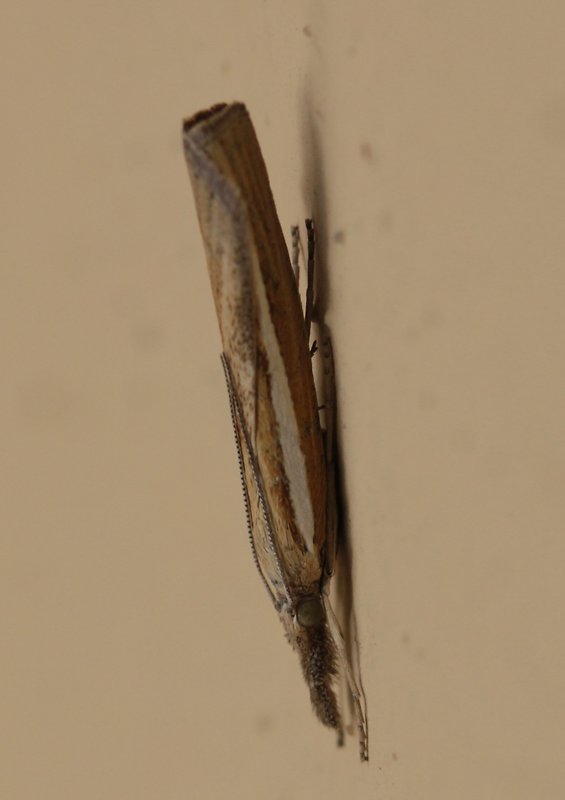 trávovec trávový Agriphila tristella