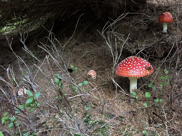 muchotrávka červená Amanita muscaria (L.) Lam.