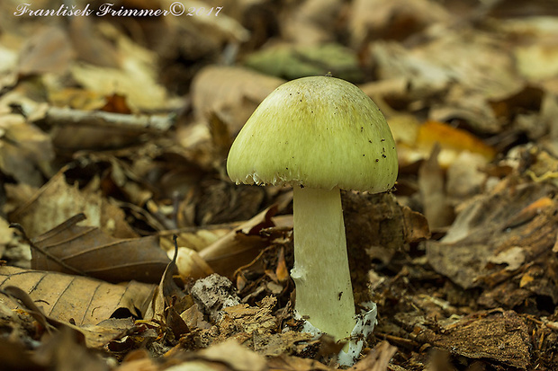 muchotrávka zelená Amanita phalloides (Vaill. ex Fr.) Link