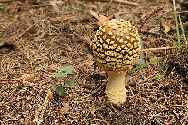 muchotrávka kráľovská Amanita regalis (Fr.) Michael