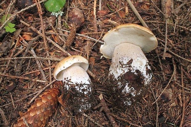 hríb smrekový Boletus edulis Bull.