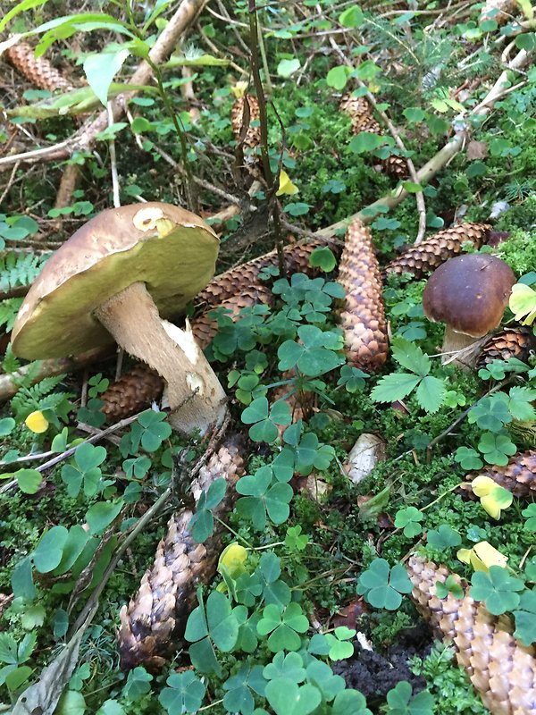 hríb smrekový Boletus edulis Bull.