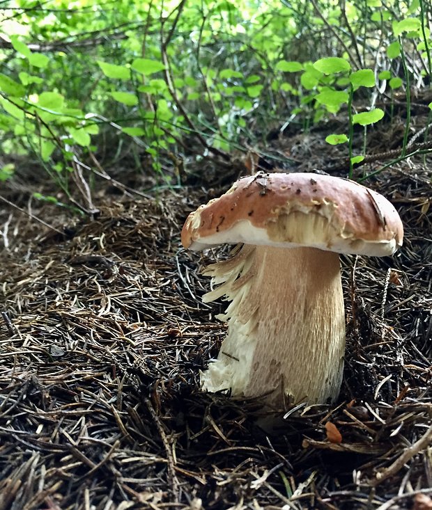 hríb smrekový Boletus edulis Bull.