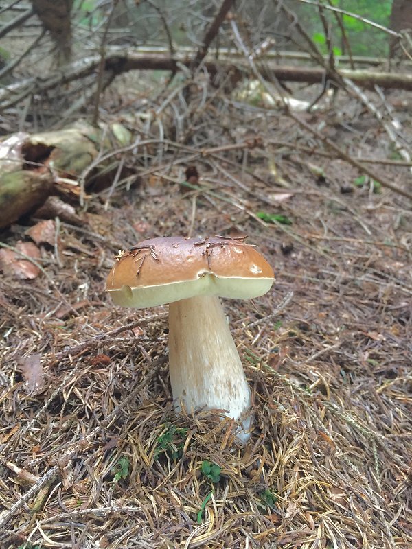 hríb smrekový Boletus edulis Bull.