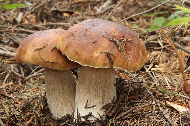 hríb smrekový Boletus edulis Bull.