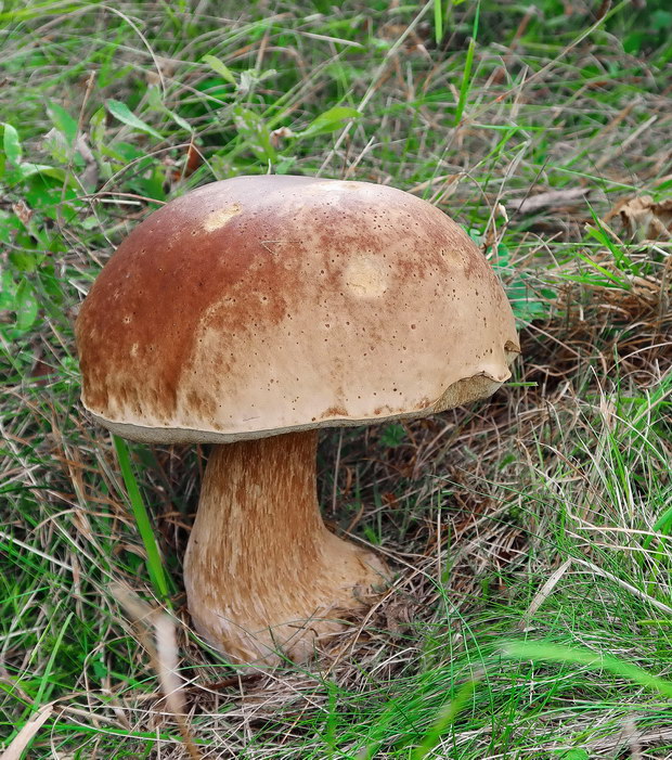 hríb smrekový Boletus edulis Bull.