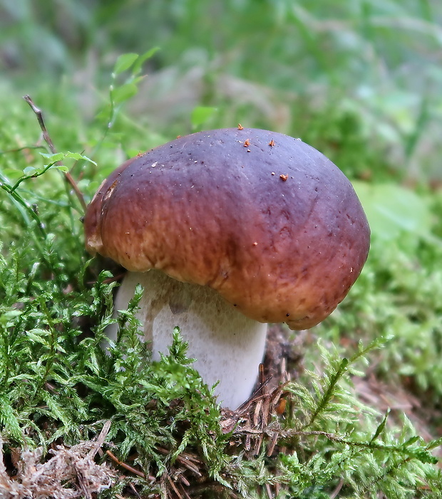 hríb smrekový Boletus edulis Bull.