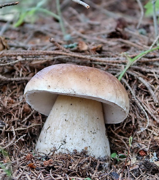 hríb smrekový Boletus edulis Bull.