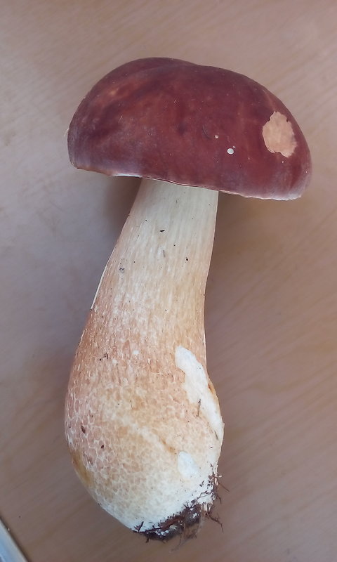 hríb sosnový Boletus pinophilus Pil. et Dermek in Pil.