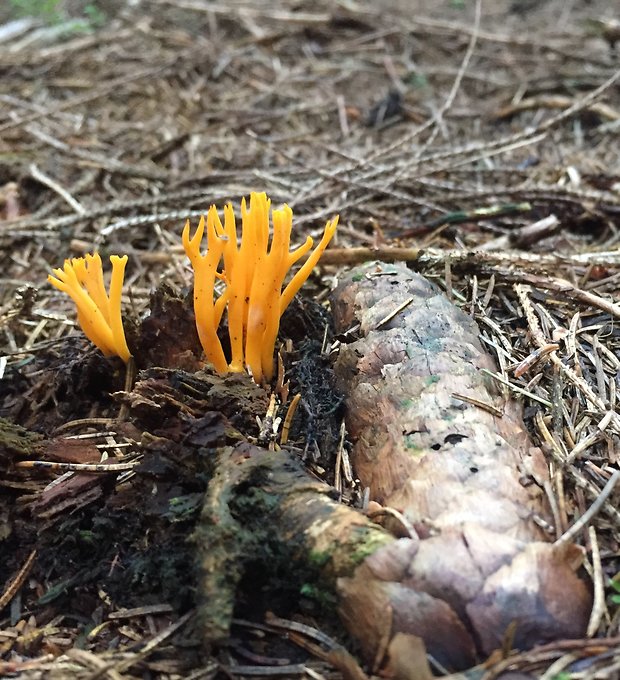 parôžkovec lepkavý Calocera viscosa (Pers.) Fr.