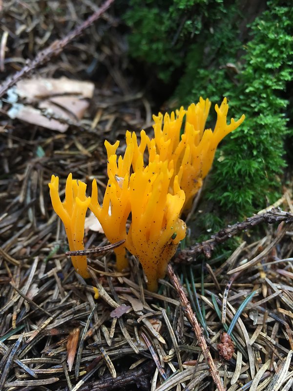 parôžkovec lepkavý Calocera viscosa (Pers.) Fr.