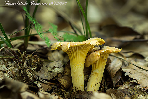 kuriatko jedlé ametystové Cantharellus amethysteus (Quél.) Sacc.