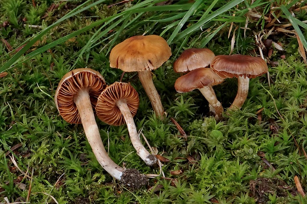 pavučinovec Cortinarius sp.