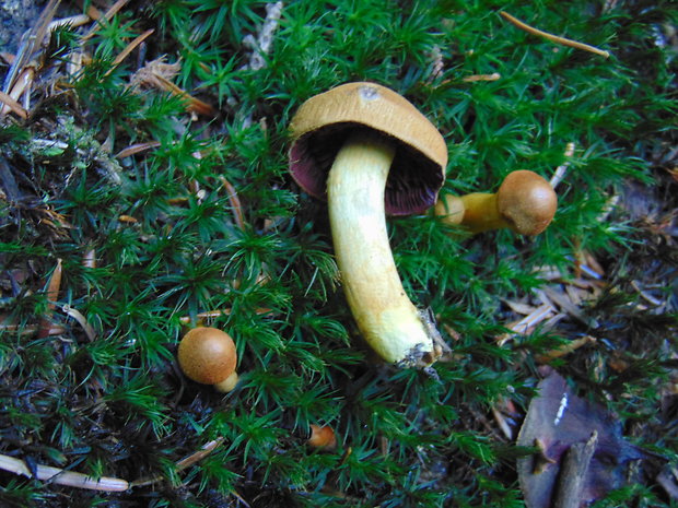 pavučinovec Cortinarius sp.