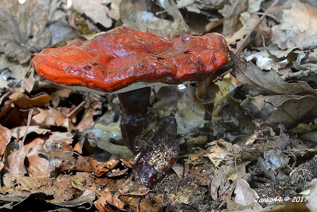 lesklokôrovka obyčajná Ganoderma lucidum (Curtis) P. Karst.