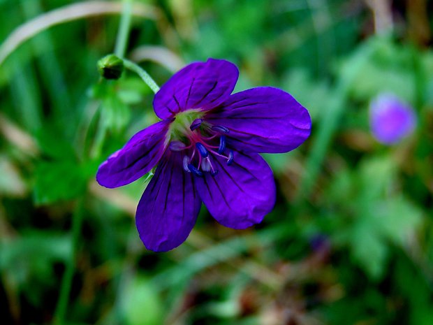 pakost lesný Geranium sylvaticum L.