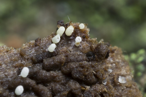 henningsovka belostná Henningsomyces candidus (Pers.) Kuntze