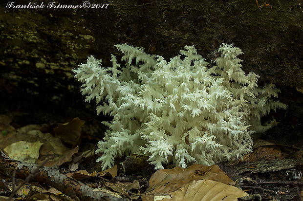 koralovec bukový Hericium coralloides (Scop.) Pers.