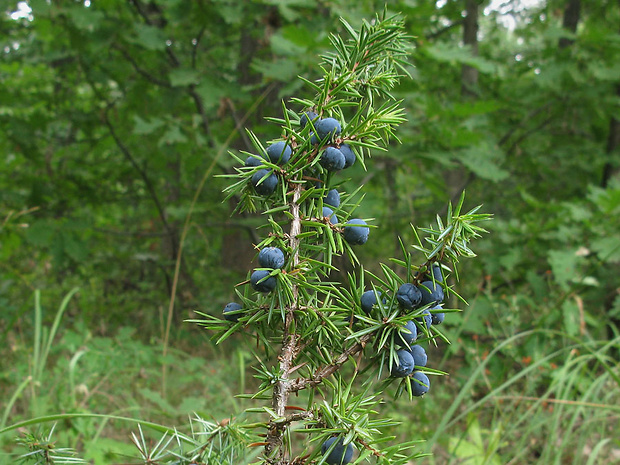 borievka obyčajná Juniperus communis L.