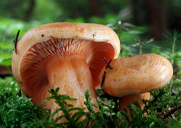 rýdzik jedľový Lactarius salmonicolor R. Heim & Leclair