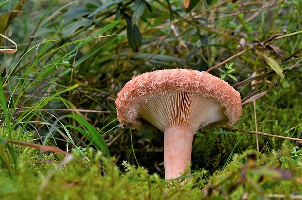 rýdzik kravský Lactarius torminosus (Schaeff.) Gray