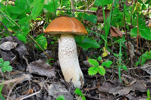 kozák osikový Leccinum albostipitatum den Bakker & Noordel.