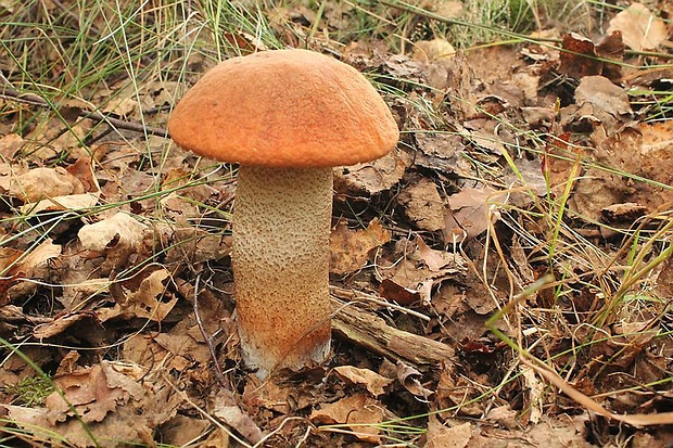 kozák dubový Leccinum aurantiacum (Bull.) Gray